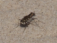Cicindela repanda repanda