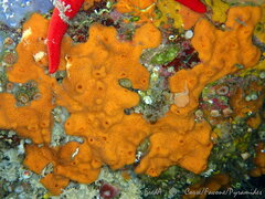 Haliclona fulva