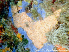 Hemimycale columella