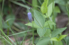 Clematis integrifolia