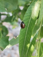 Plagiodera erythroptera