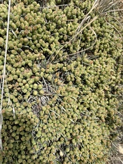 Ephedra frustillata