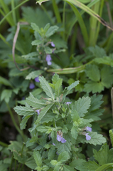 Teucrium scordium