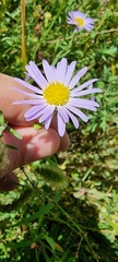Aster altaicus