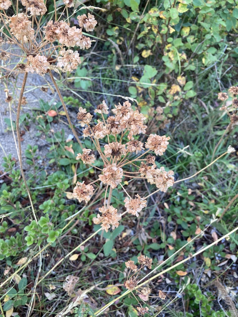 Sulfur Buckwheat From Pincher Creek No Ab Canada On September At Pm By