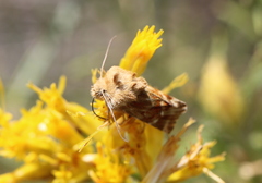 Pseudanthoecia tumida