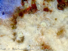 Savignyella lafontii