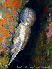 Scyllarides latus
