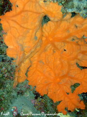 Spirastrella cunctatrix