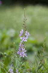 Lythrum virgatum