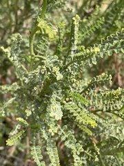 Adesmia boronioides