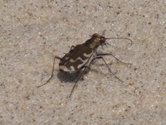 Cicindela repanda repanda
