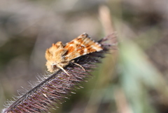 Pseudanthoecia tumida