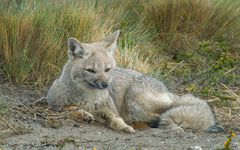 Lycalopex griseus