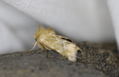 Pseudanthoecia tumida