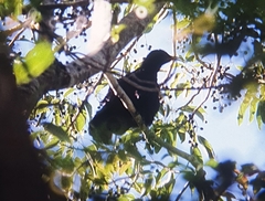 Ptiloris paradiseus