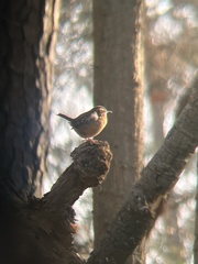 Thryothorus ludovicianus