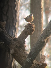 Thryothorus ludovicianus