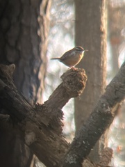 Thryothorus ludovicianus