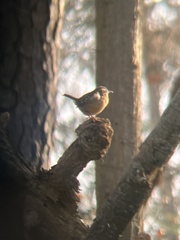 Thryothorus ludovicianus