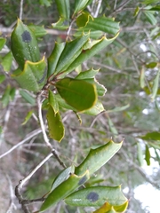 Ilex opaca arenicola