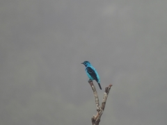 Cotinga cayana