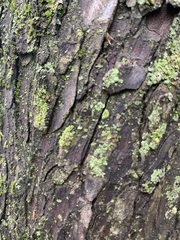 Chrysothrix xanthina