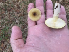 Hygrophorus hypothejus
