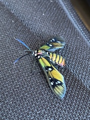 Chrysocale principalis