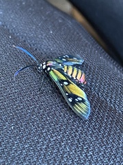 Chrysocale principalis