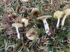 Hygrophorus hypothejus