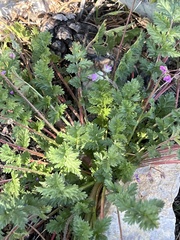 Erodium