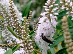 Dilophus nigrostigma