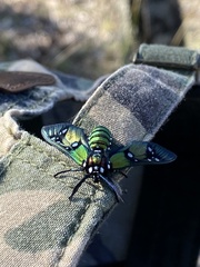 Chrysocale principalis