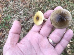 Hygrophorus hypothejus