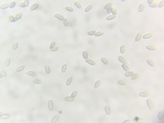 Hygrophorus hypothejus