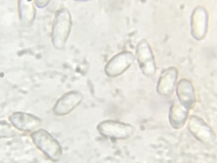 Hygrophorus hypothejus