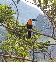 Ramphastos vitellinus