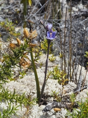 Thelymitra pulchella