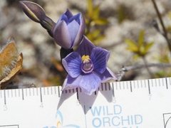 Thelymitra pulchella