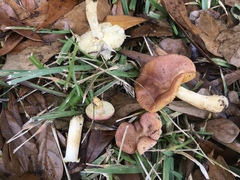 Russula foetentula