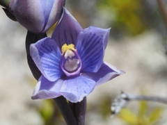 Thelymitra pulchella