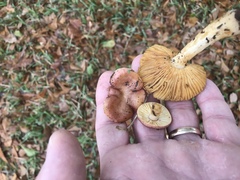 Russula foetentula