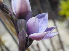 Thelymitra pulchella