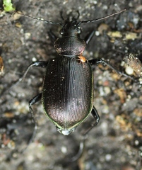 Calosoma inquisitor