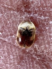 Attagenus fasciatus