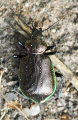 Calosoma inquisitor