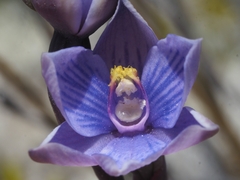 Thelymitra pulchella