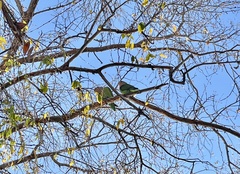 Agapornis roseicollis