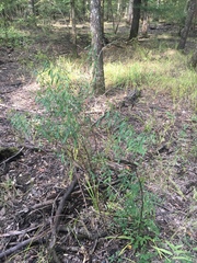 Hypericum lobocarpum